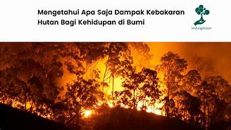 Apa Itu Rollover Kebakaran Hutan Jepang Dalam Bahasa Inggris